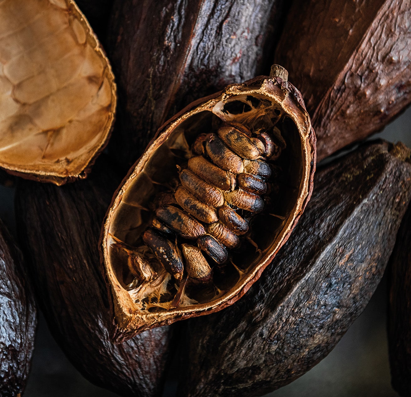 cacao martel